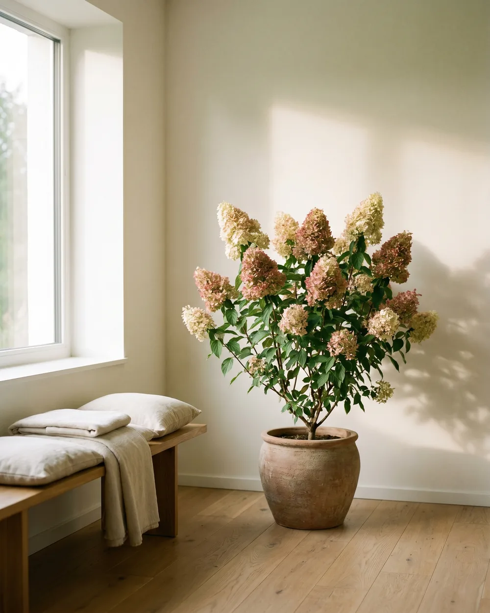 Rispenhortensie styliert im Wohnraum