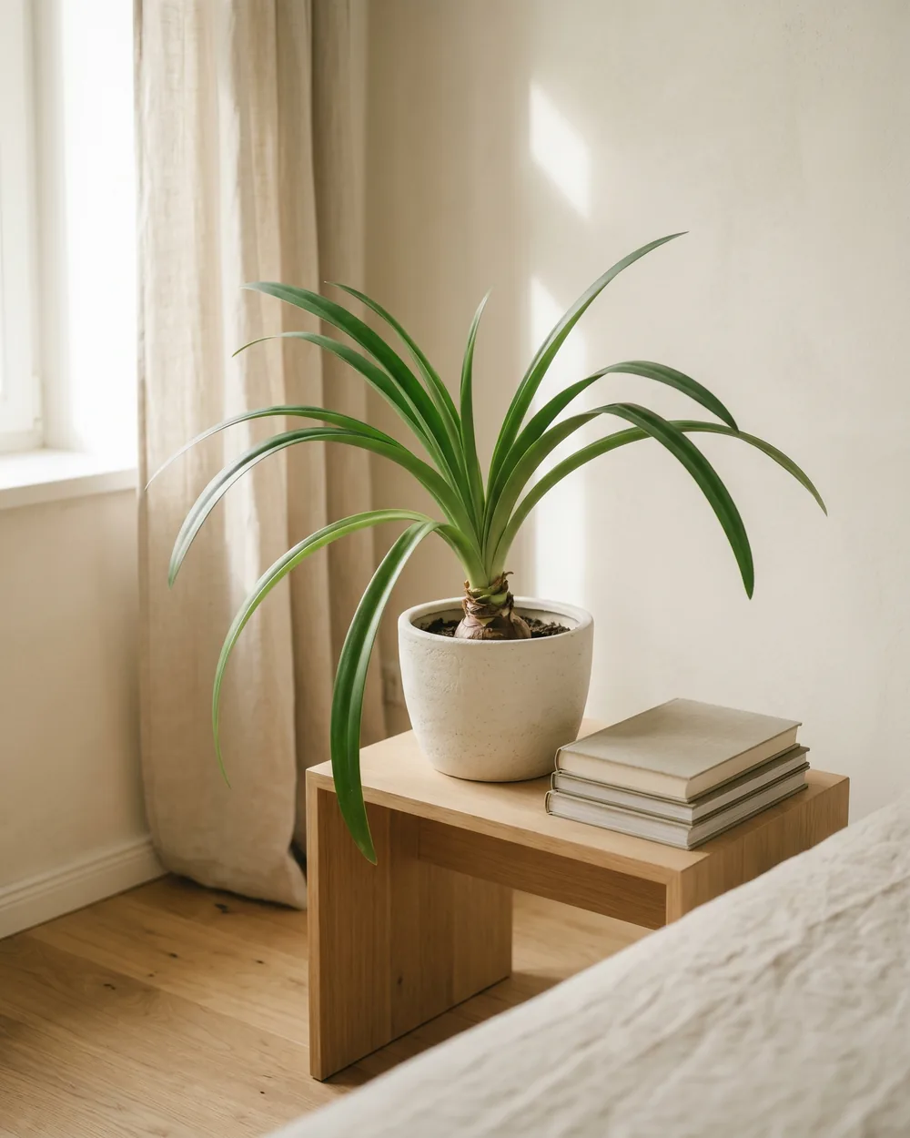 Ritterstern styliert im Wohnraum