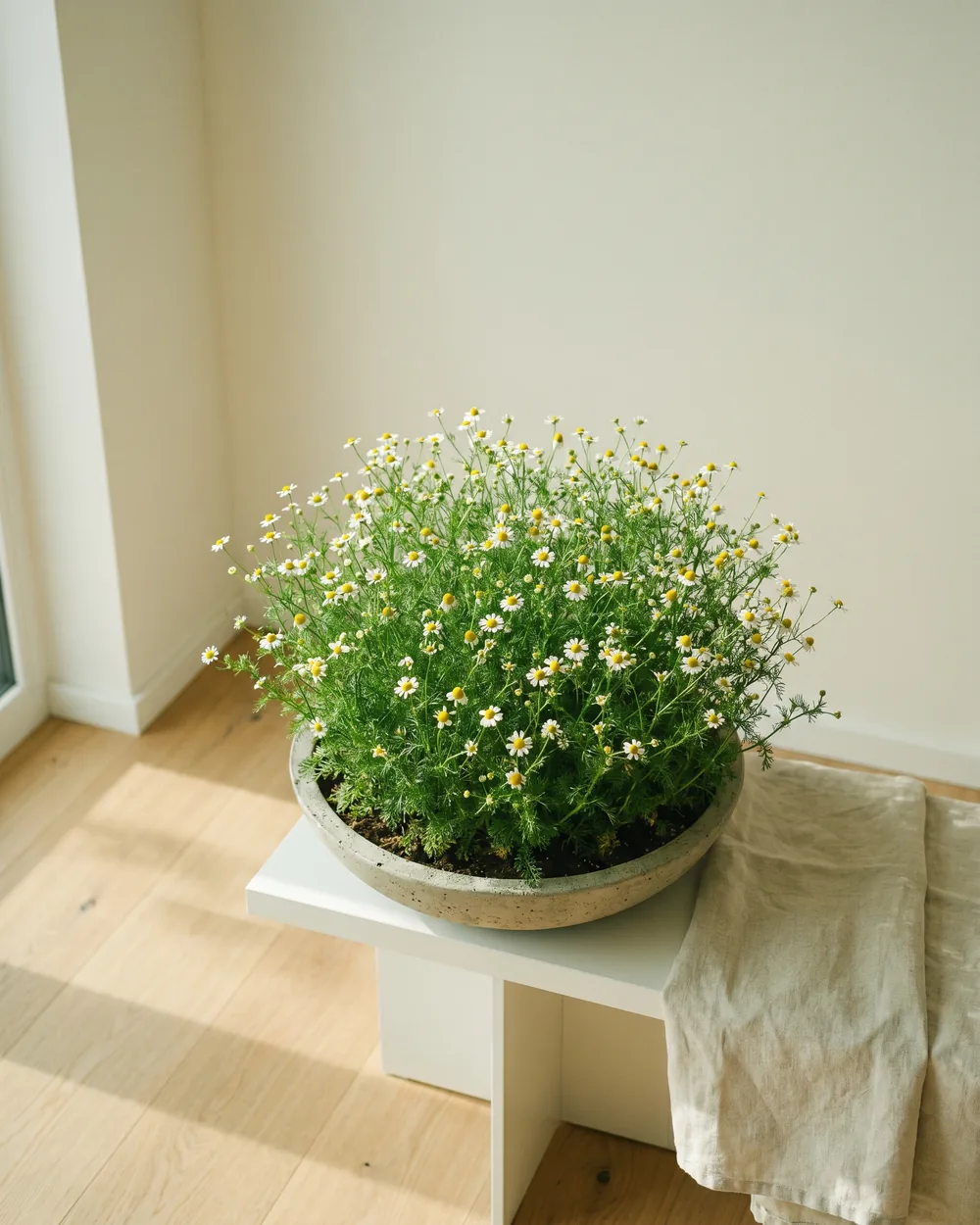 Römische Kamille styliert im Wohnraum