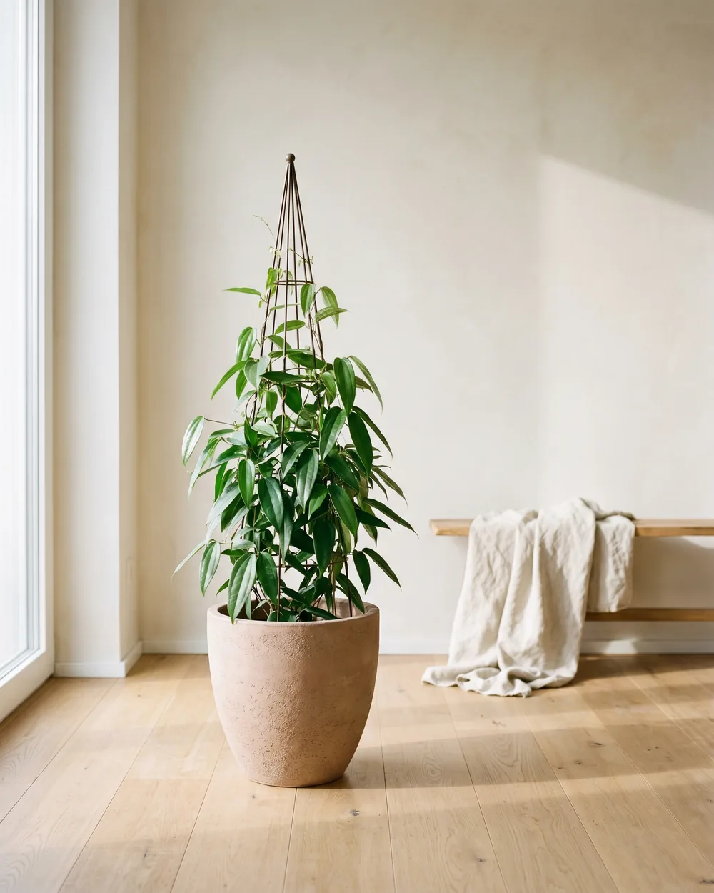 Immergrüne Waldrebe styliert im Wohnraum