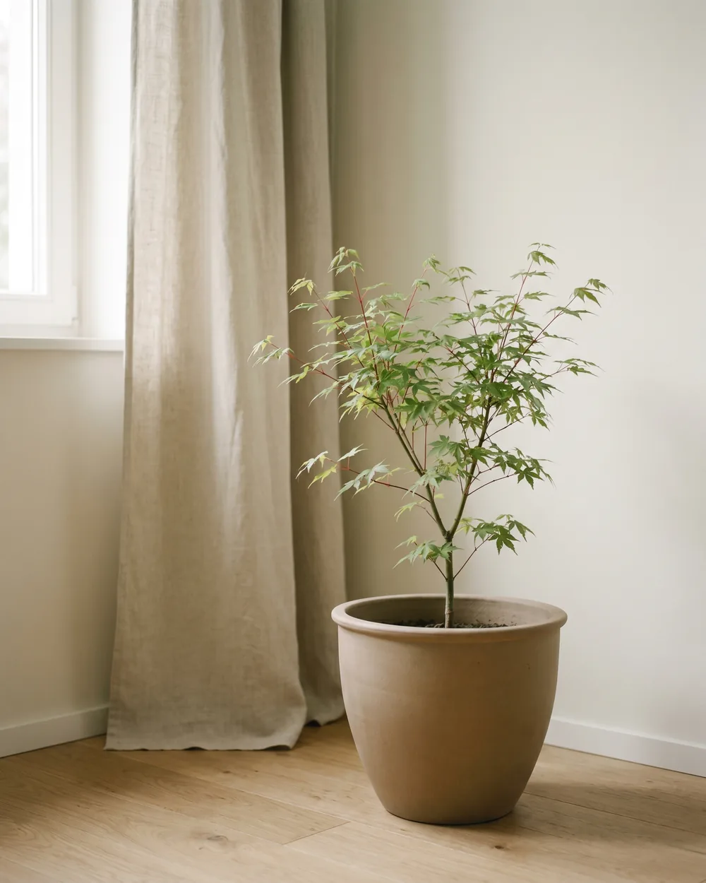 Rot-Ahorn styliert im Wohnraum