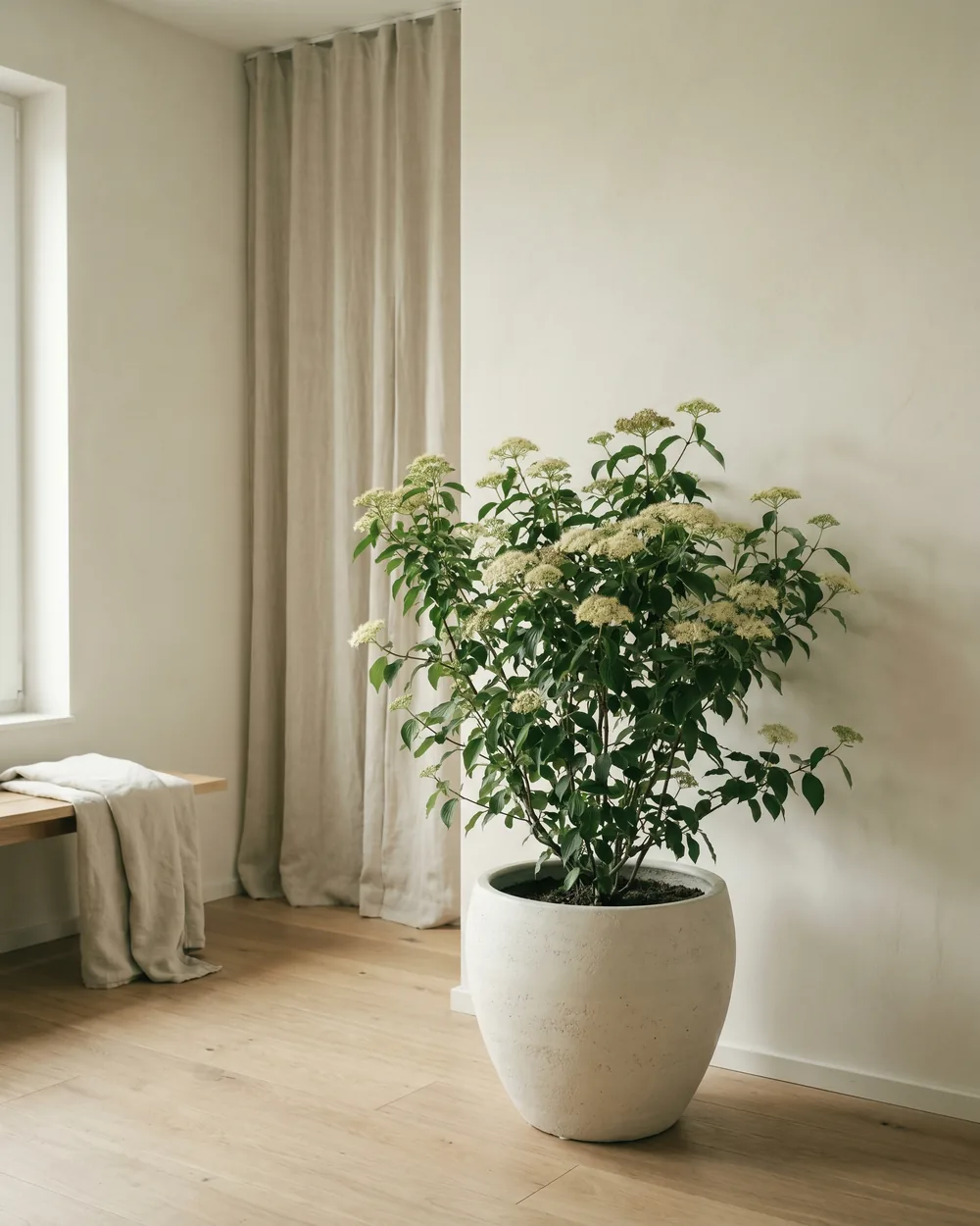 Rotblühender Hartriegel styliert im Wohnraum