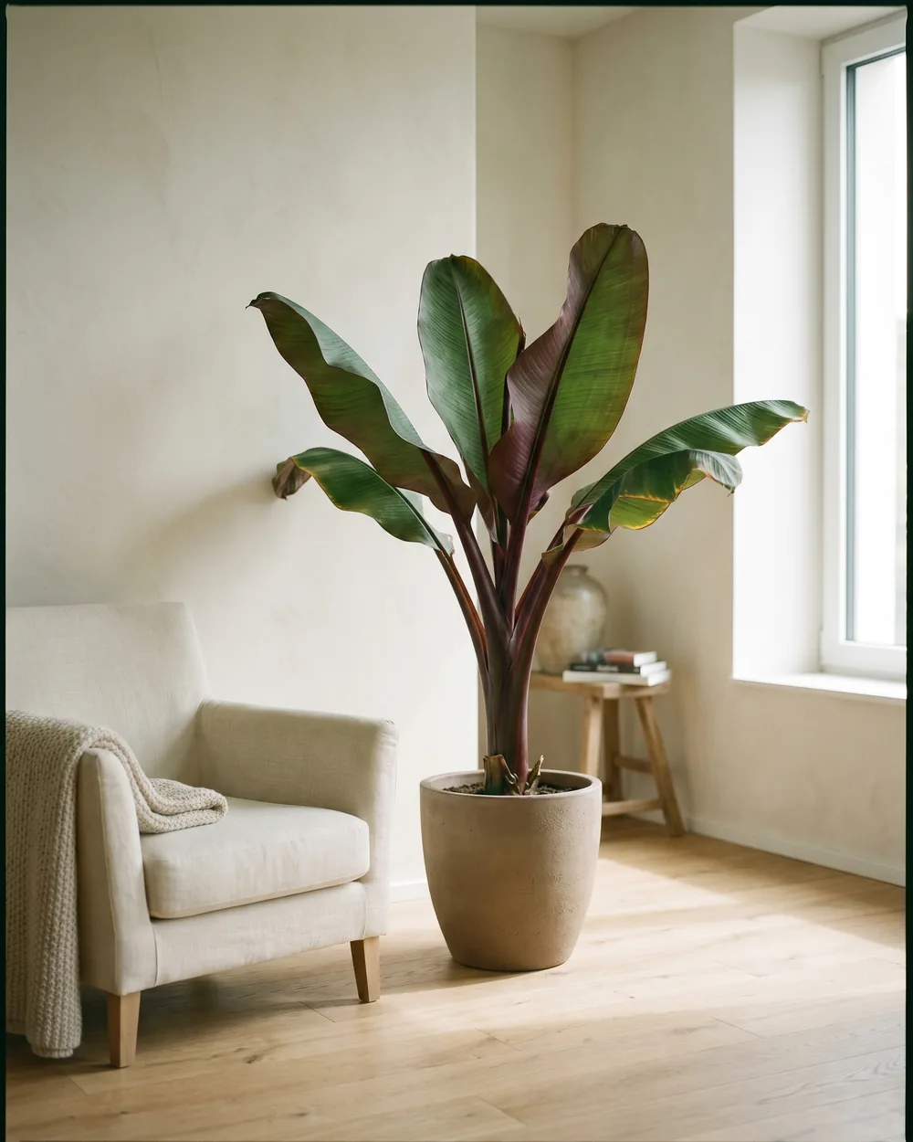 Rote Banane styliert im Wohnraum