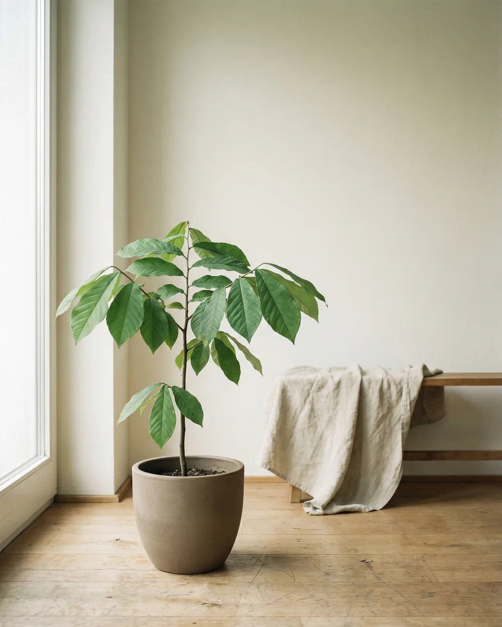 Indianerbanane styliert im Wohnraum