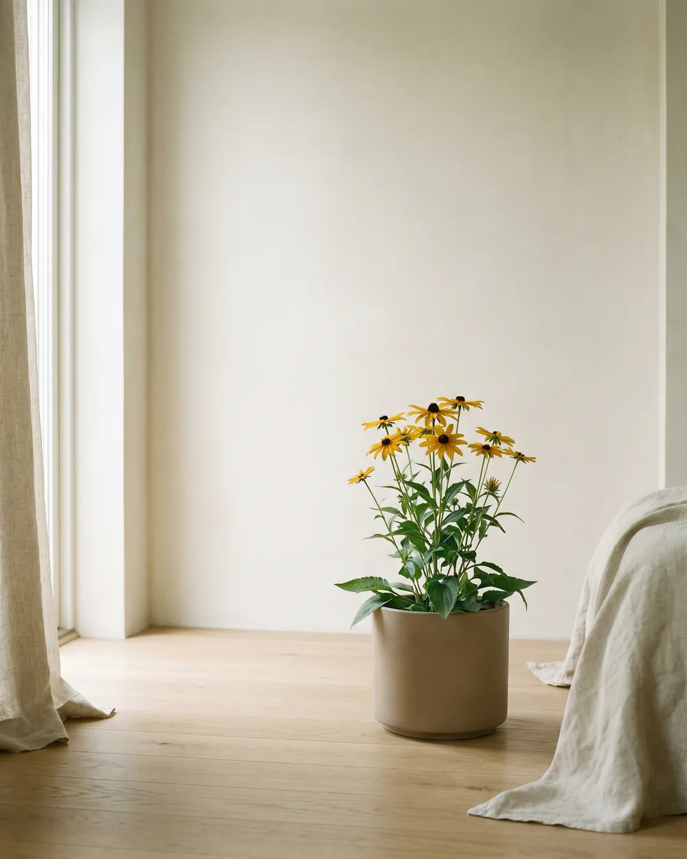 Ruten-Sonnenhut styliert im Wohnraum