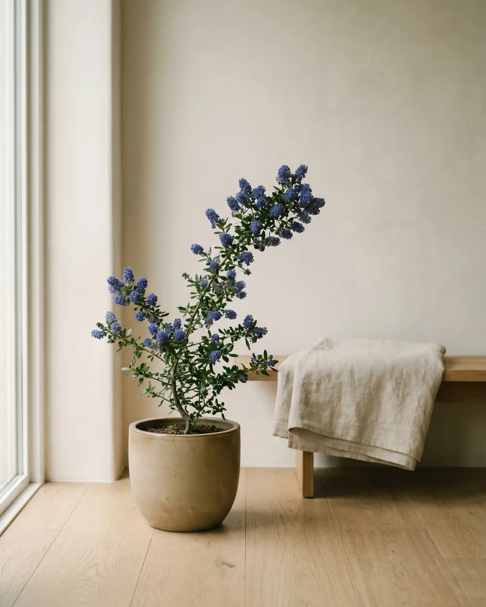 Säckelblume styliert im Wohnraum