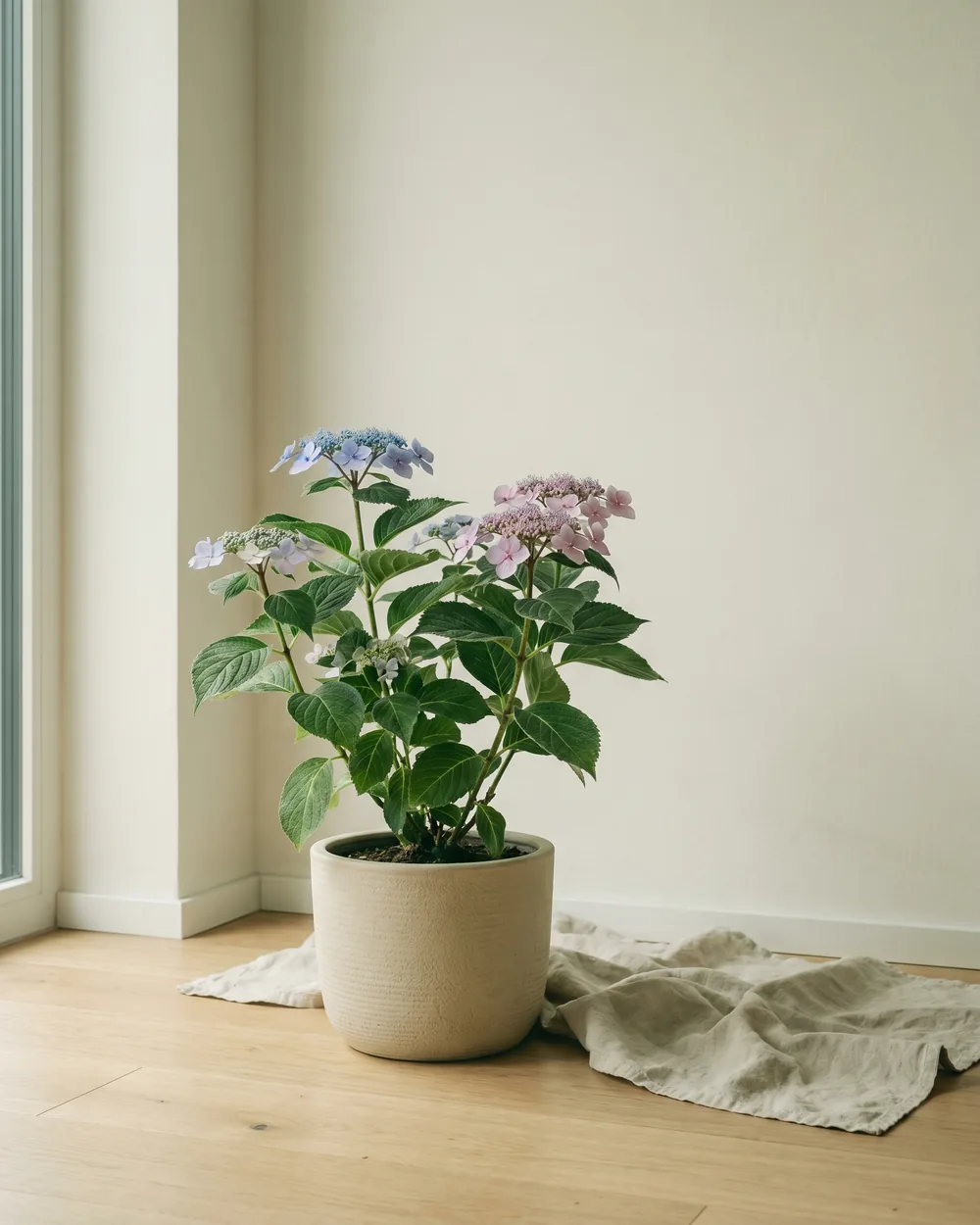 Samthortensie styliert im Wohnraum