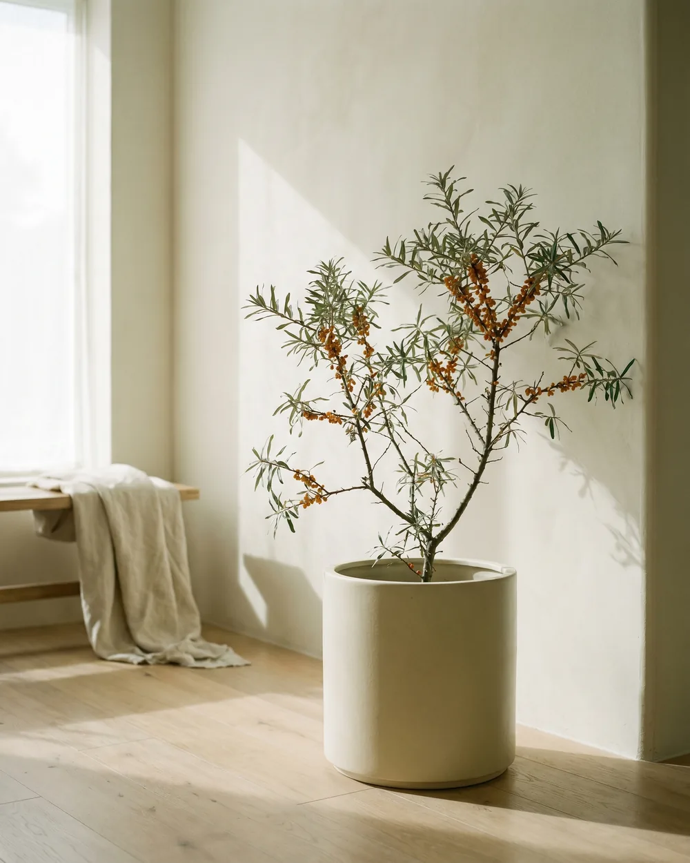 Sanddorn styliert im Wohnraum