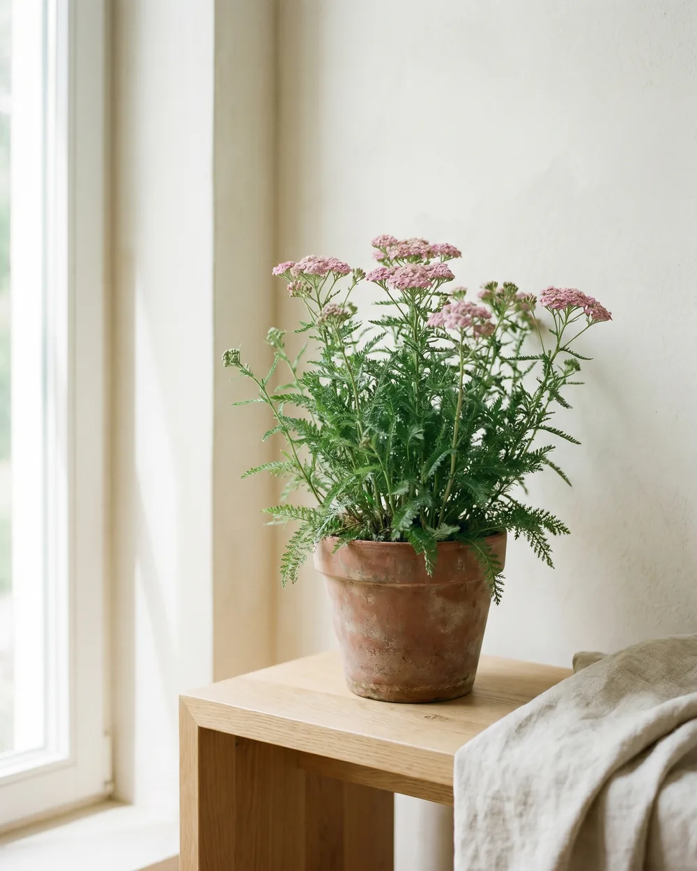 Schafgarbe styliert im Wohnraum