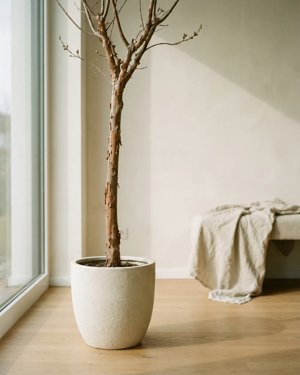 Indischer Apfel styliert im Wohnraum