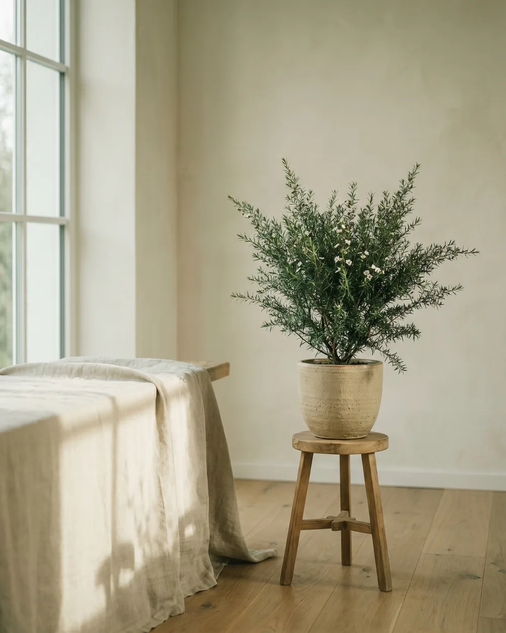 Scheinmyrte styliert im Wohnraum
