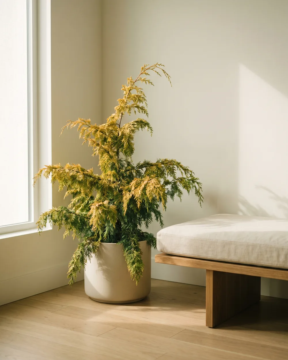 Scheinzypresse styliert im Wohnraum