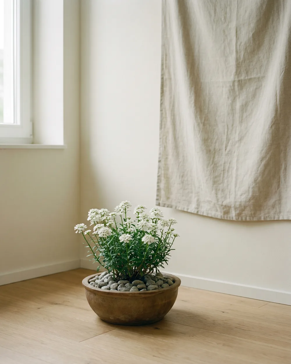 Schleifenblume styliert im Wohnraum