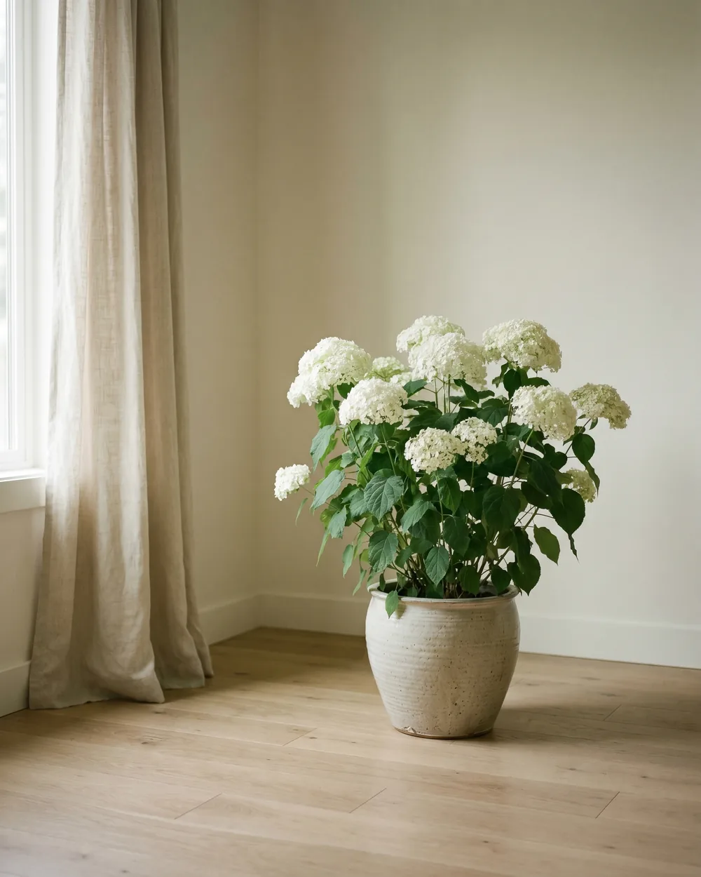 Schneeball-Hortensie styliert im Wohnraum