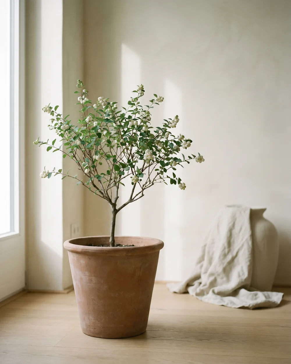 Schneebeere styliert im Wohnraum