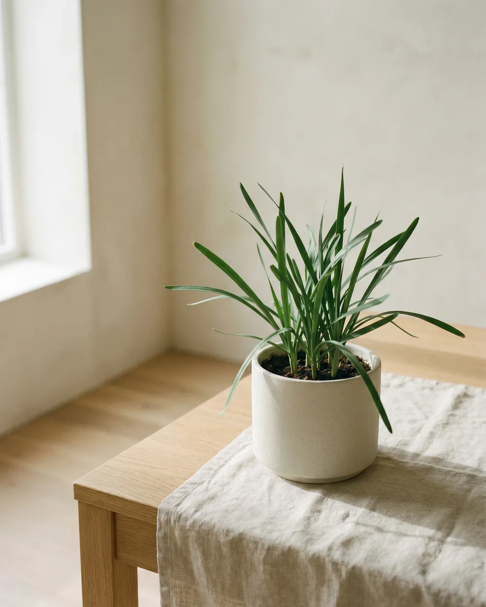 Schnittknoblauch styliert im Wohnraum