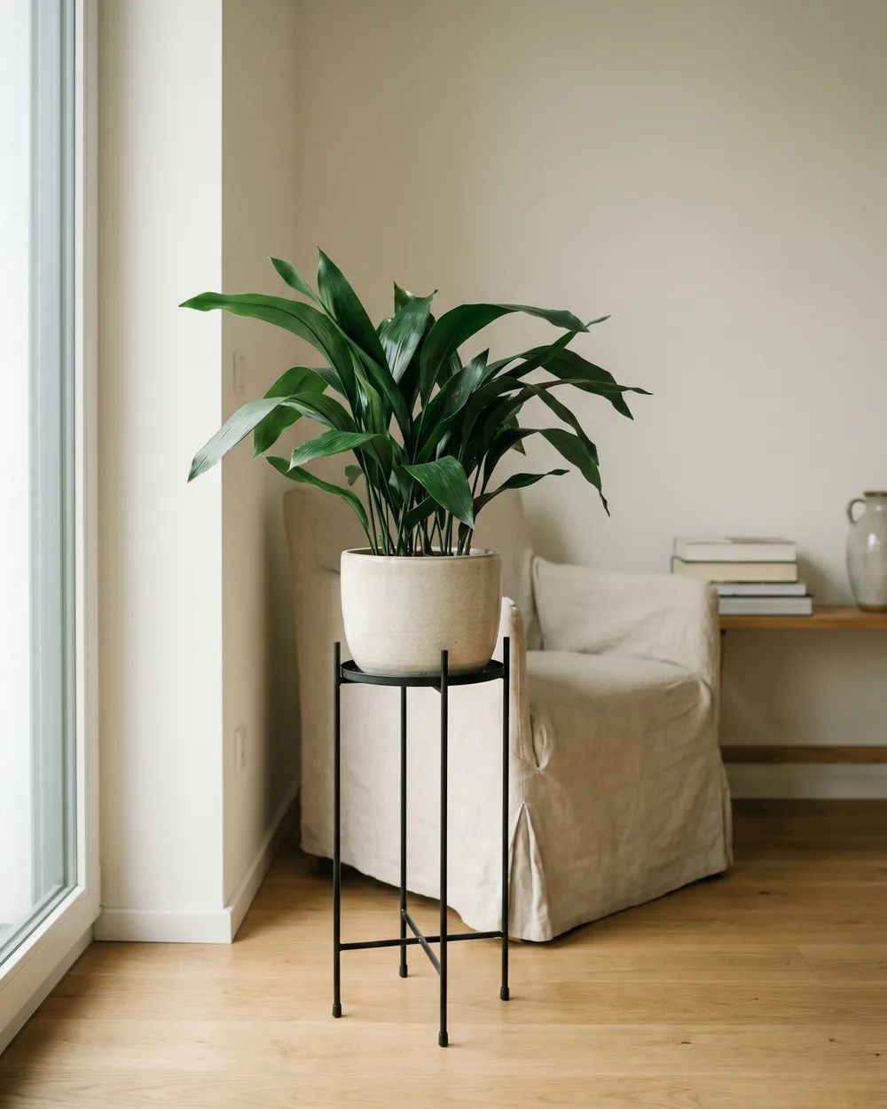 Schusterpalme styliert im Wohnraum