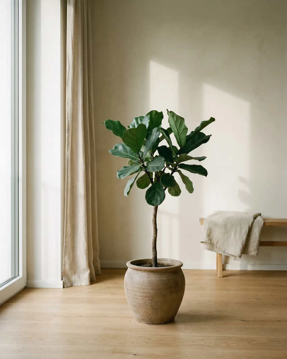 Schwarze Himbeere styliert im Wohnraum