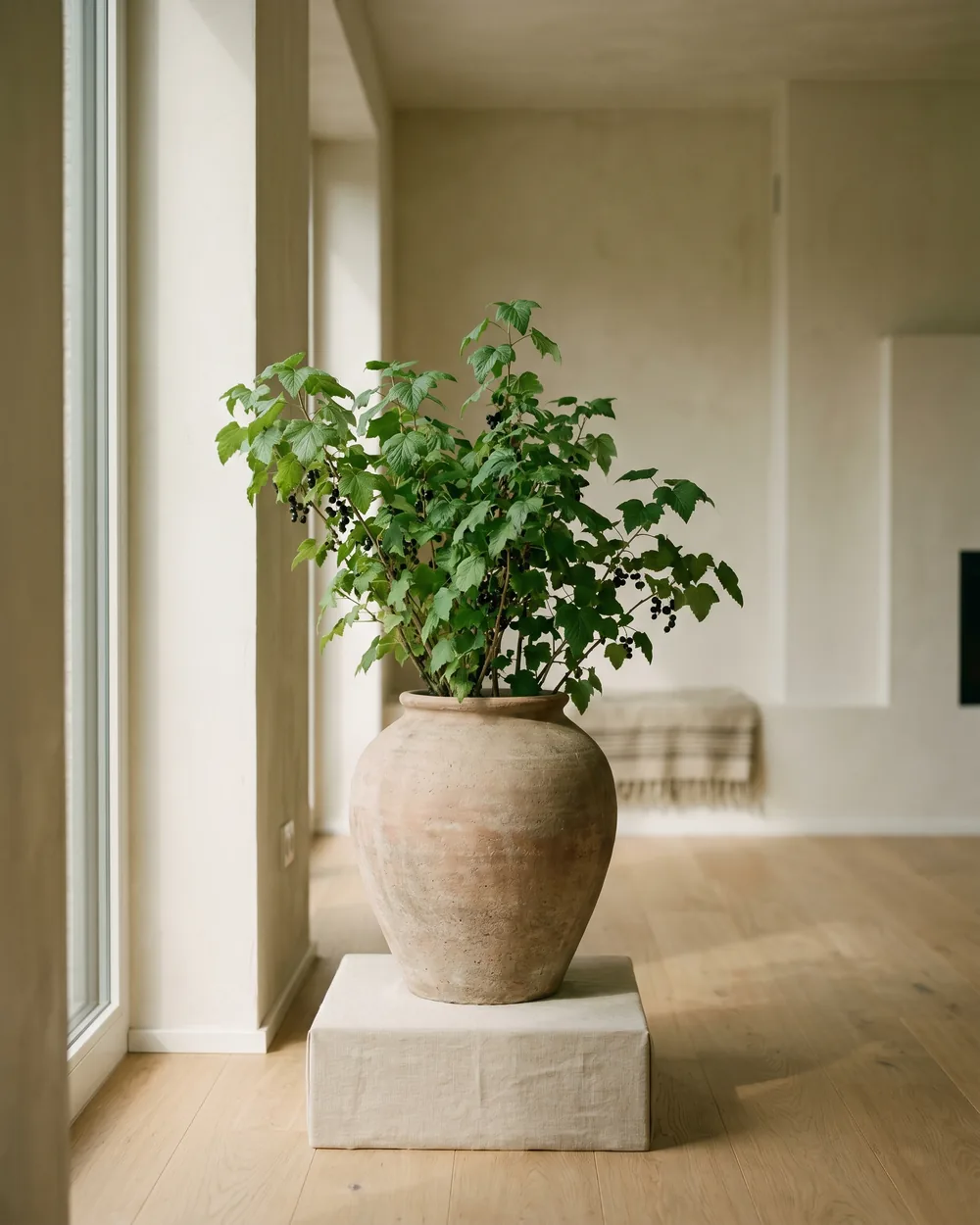 Schwarze Johannisbeere styliert im Wohnraum