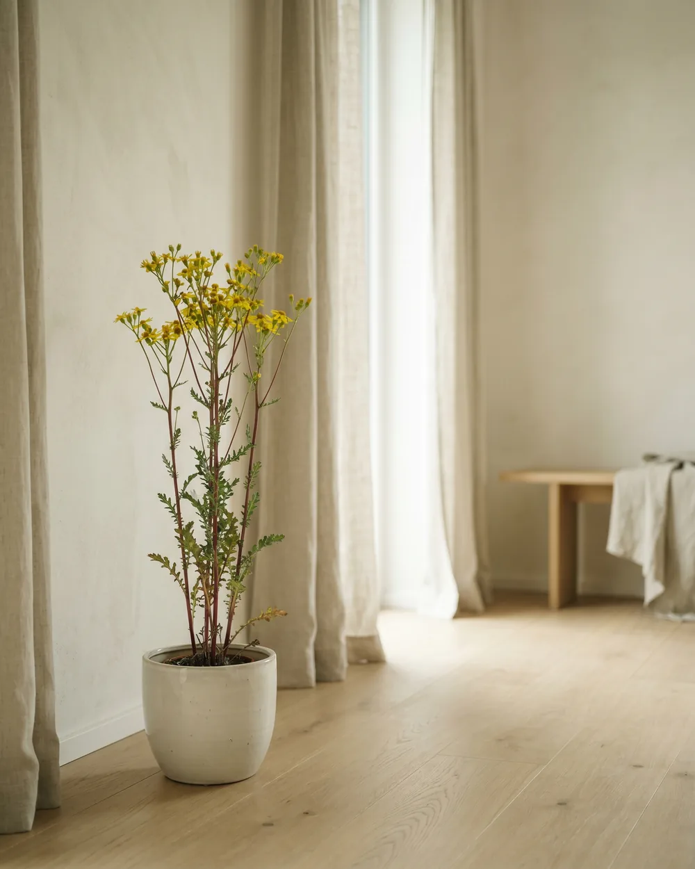 Jakobskreuzkraut styliert im Wohnraum