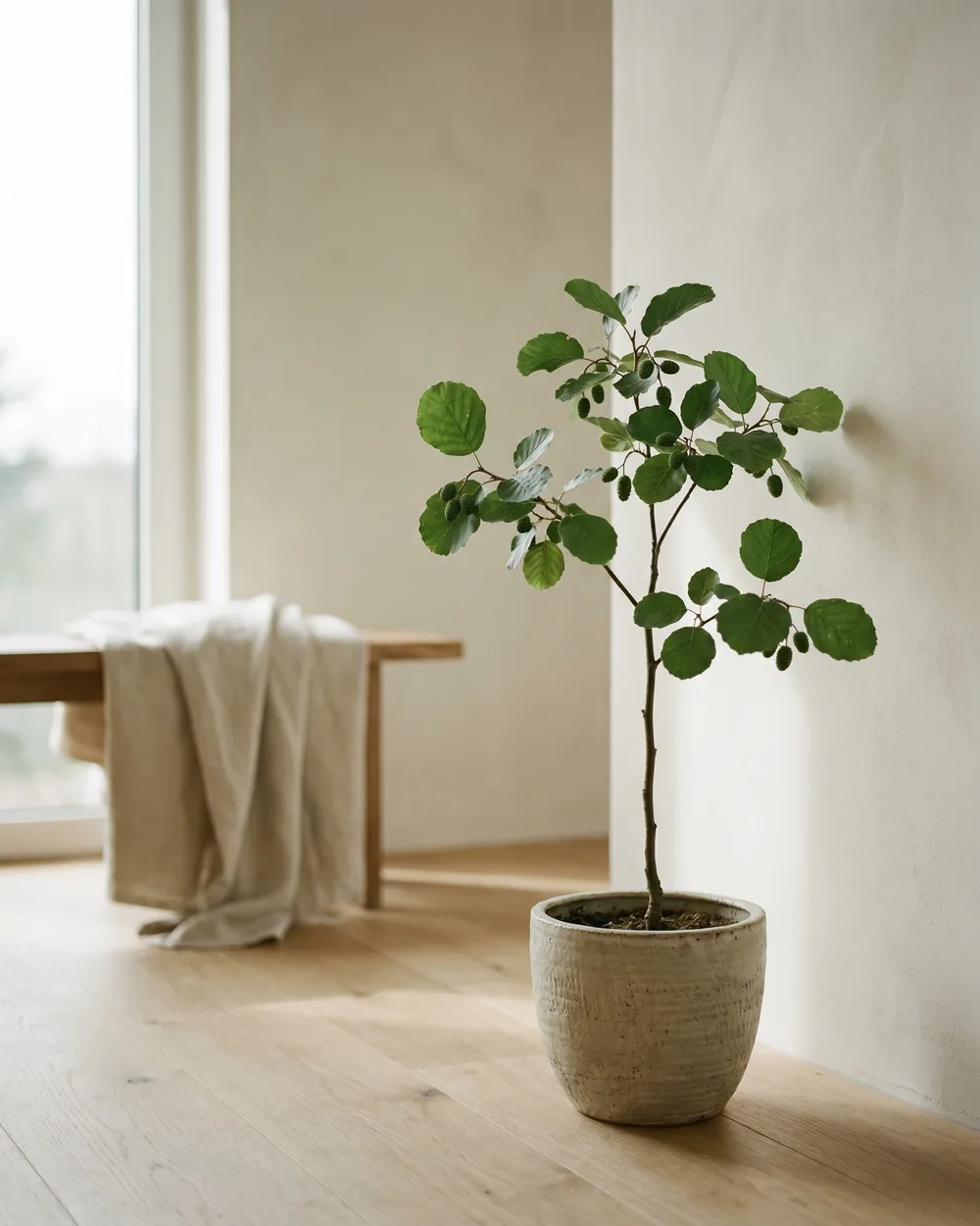 Schwarzerle styliert im Wohnraum