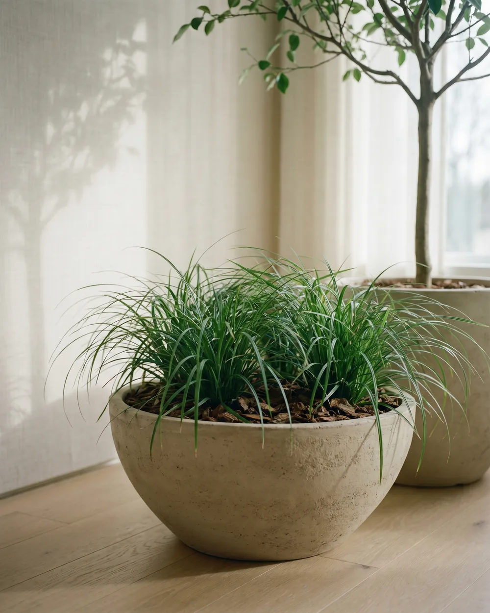 Japan-Segge styliert im Wohnraum