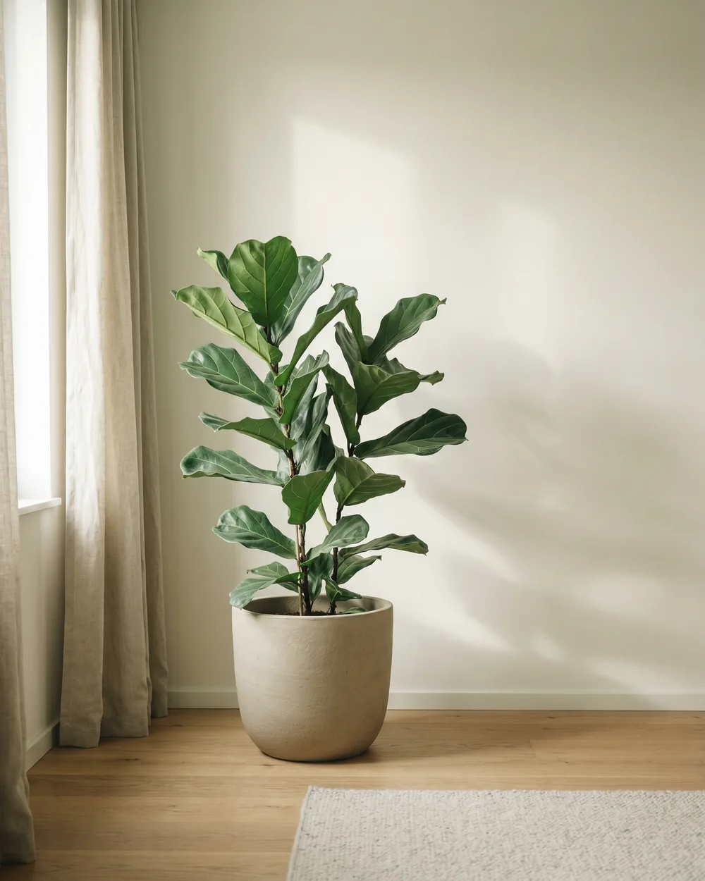 Japanische Banane styliert im Wohnraum