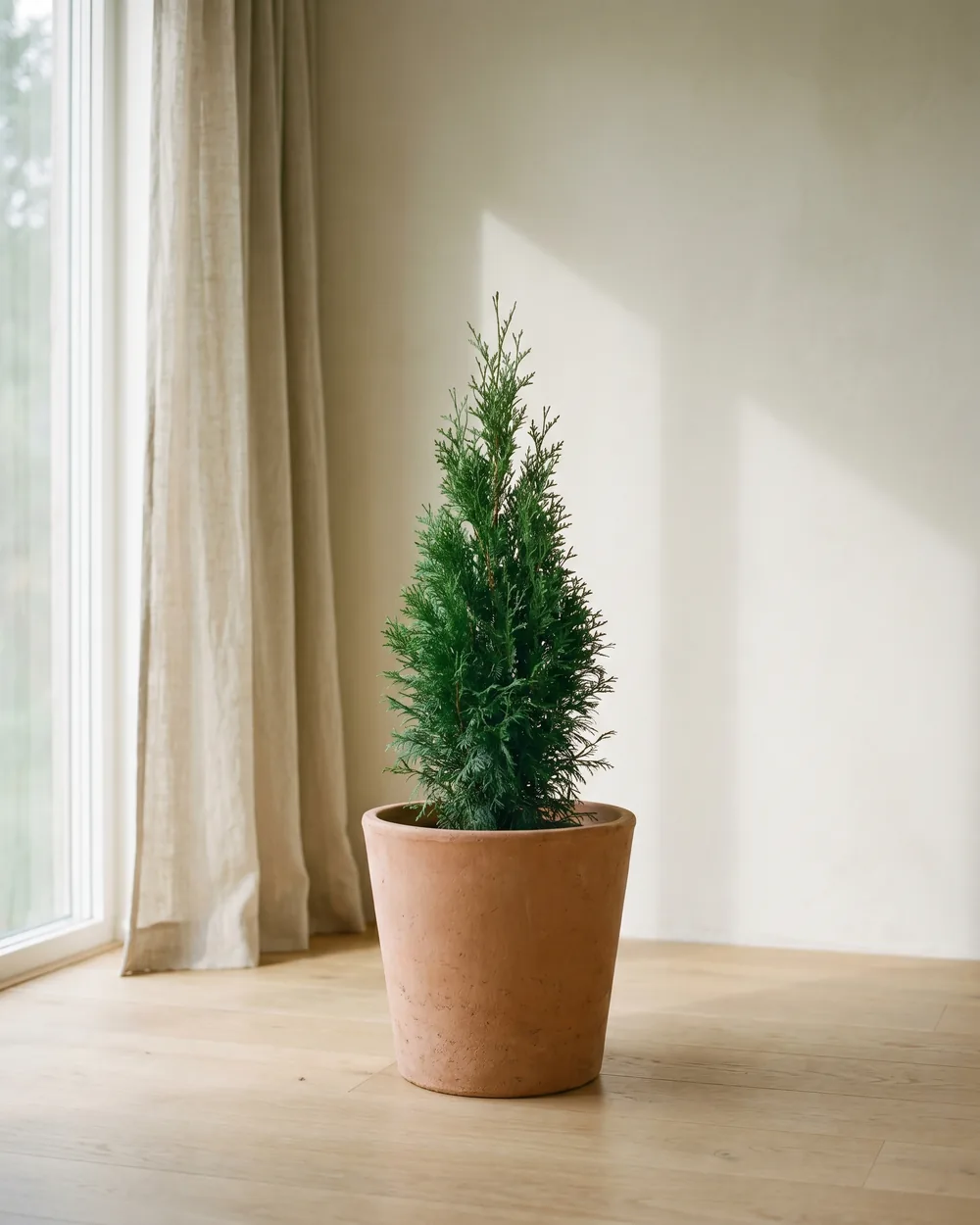 Smaragd-Lebensbaum styliert im Wohnraum