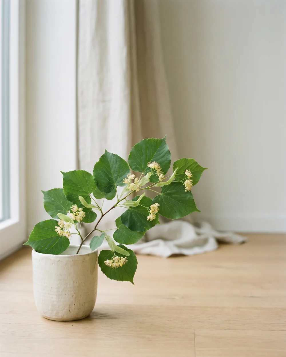 Sommerlinde styliert im Wohnraum