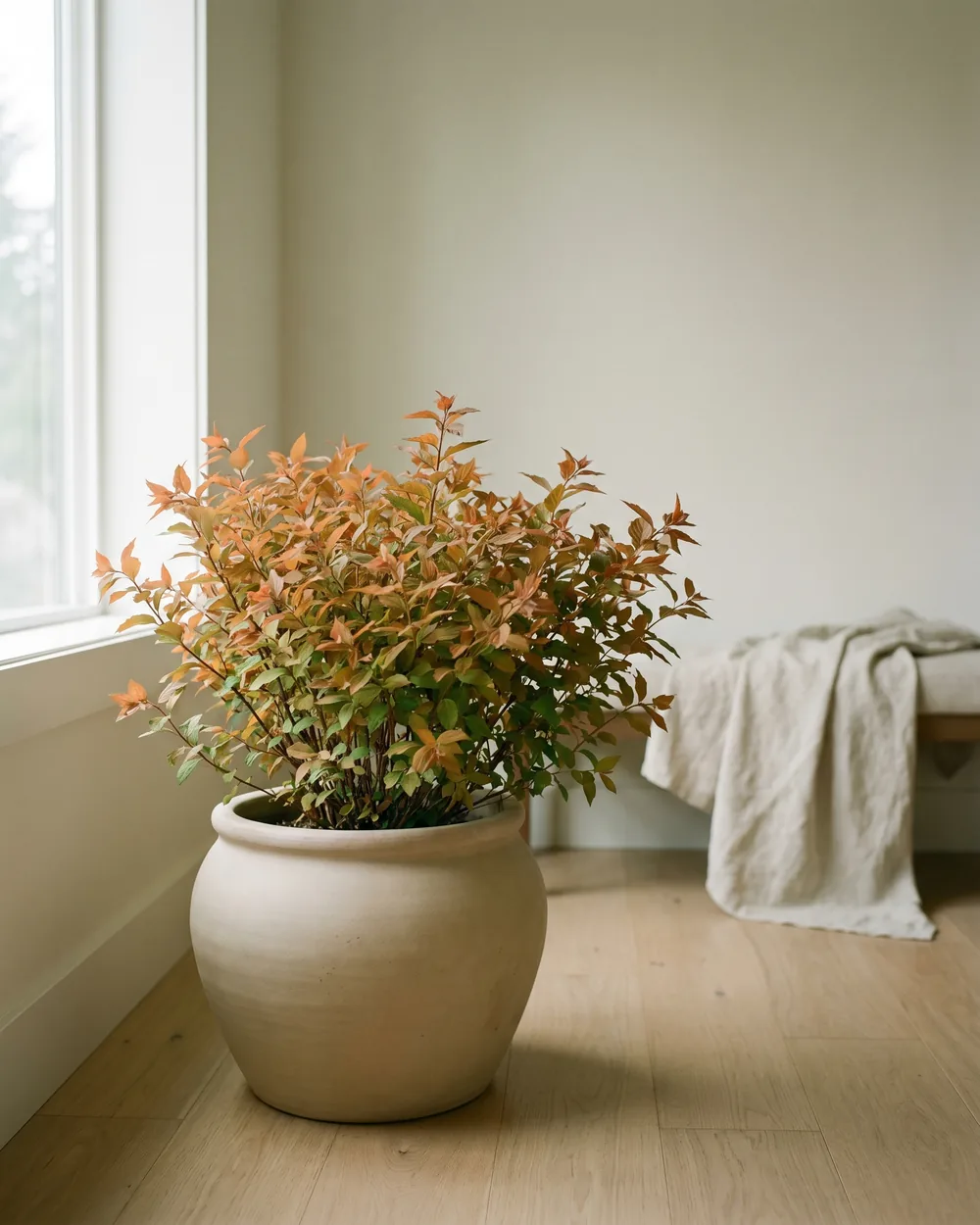 Japanische Spiere styliert im Wohnraum