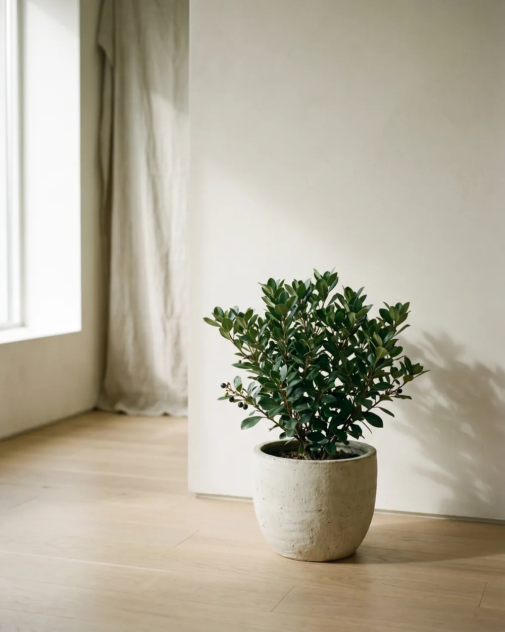Japanische Wollmispel styliert im Wohnraum