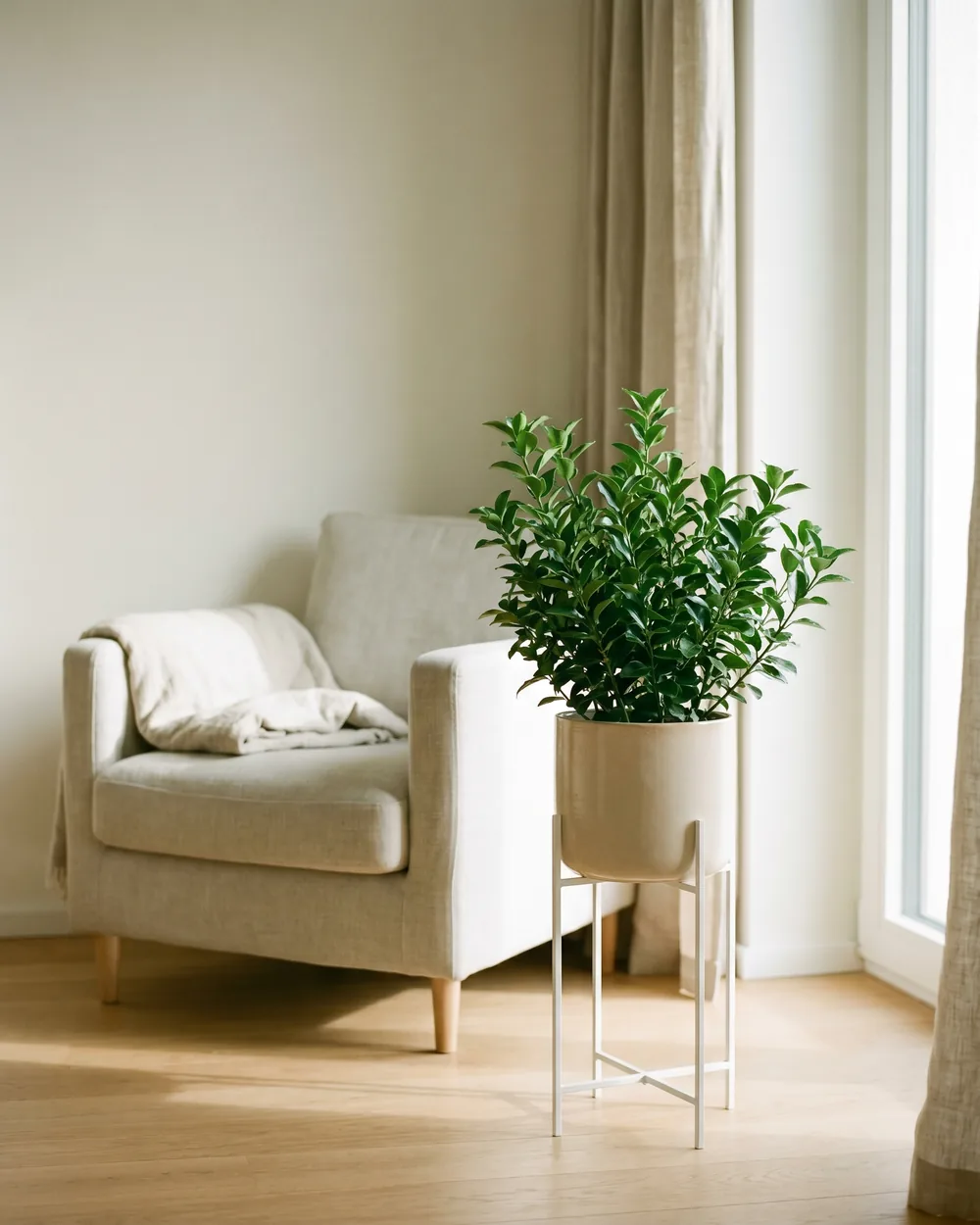 Spindelstrauch styliert im Wohnraum