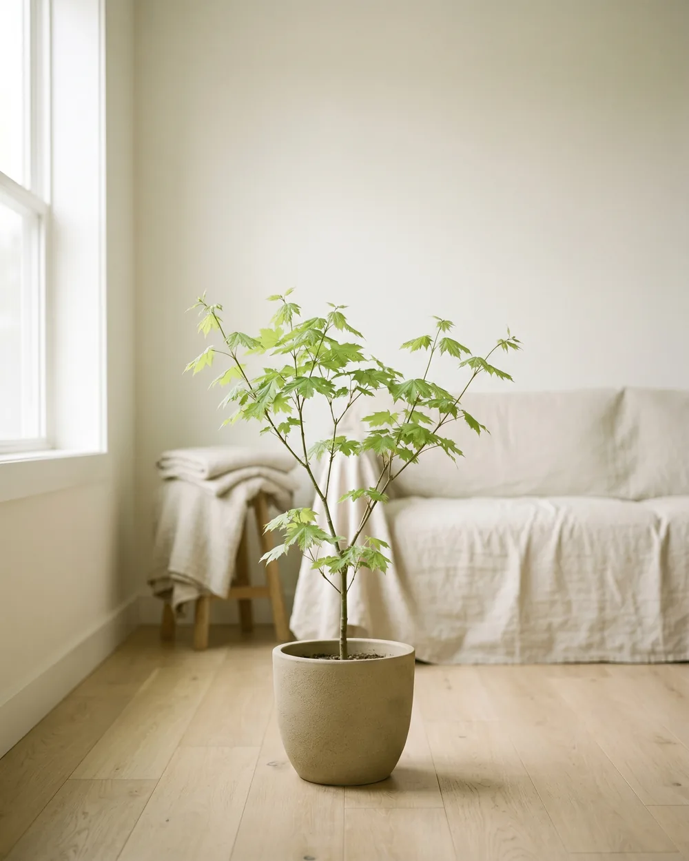 Spitzahorn styliert im Wohnraum