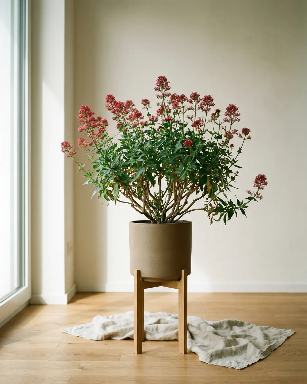 Spornblume styliert im Wohnraum