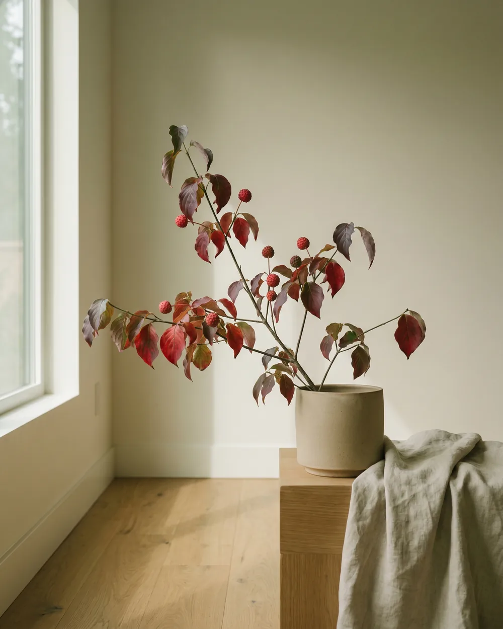 Japanischer Blütenhartriegel styliert im Wohnraum