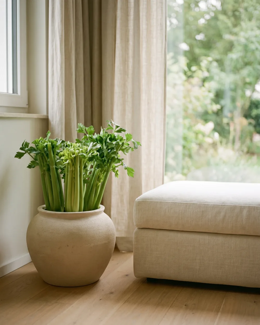 Staudensellerie styliert im Wohnraum