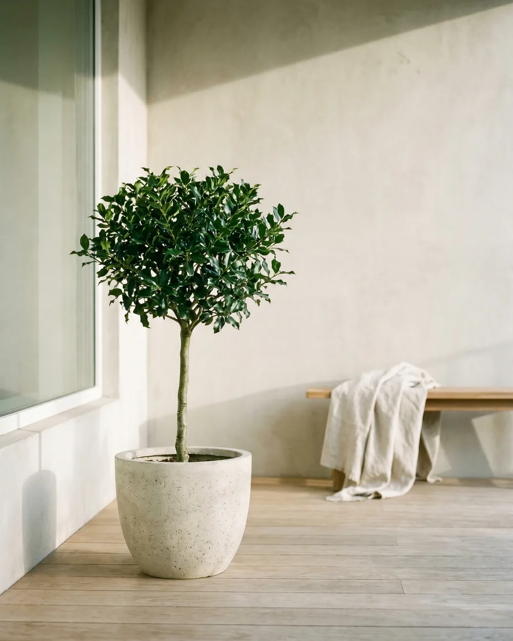Stechpalme styliert im Wohnraum