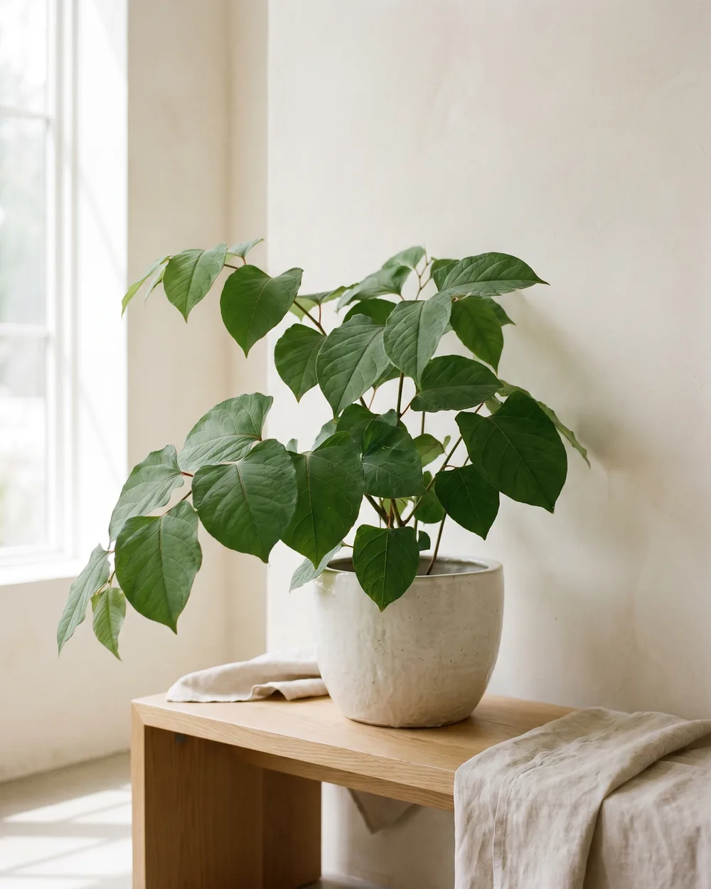 Japanischer Knöterich styliert im Wohnraum