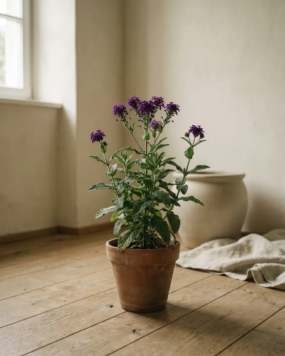Steife Verbene styliert im Wohnraum