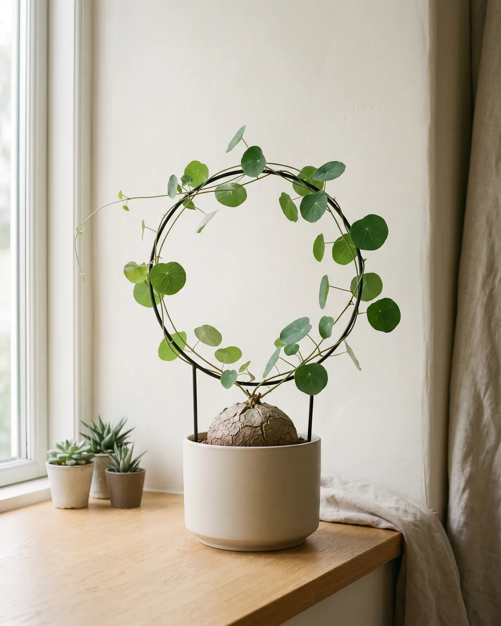 Stephania Erecta styliert im Wohnraum