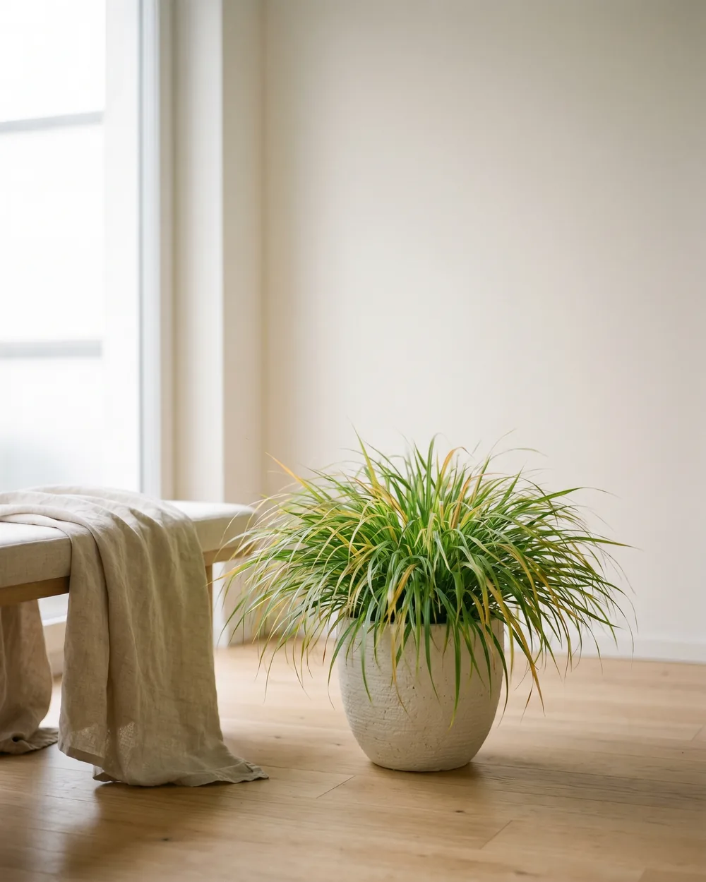 Japanisches Berggras styliert im Wohnraum