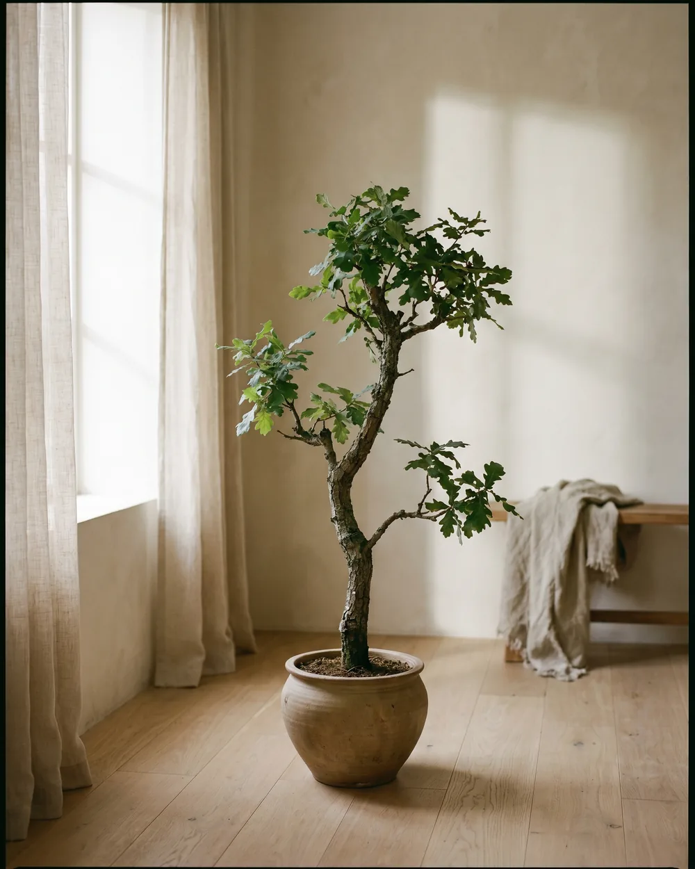 Stieleiche styliert im Wohnraum