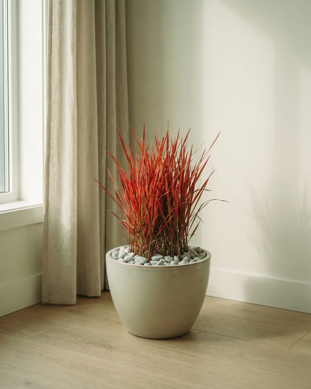 Japanisches Blutgras styliert im Wohnraum