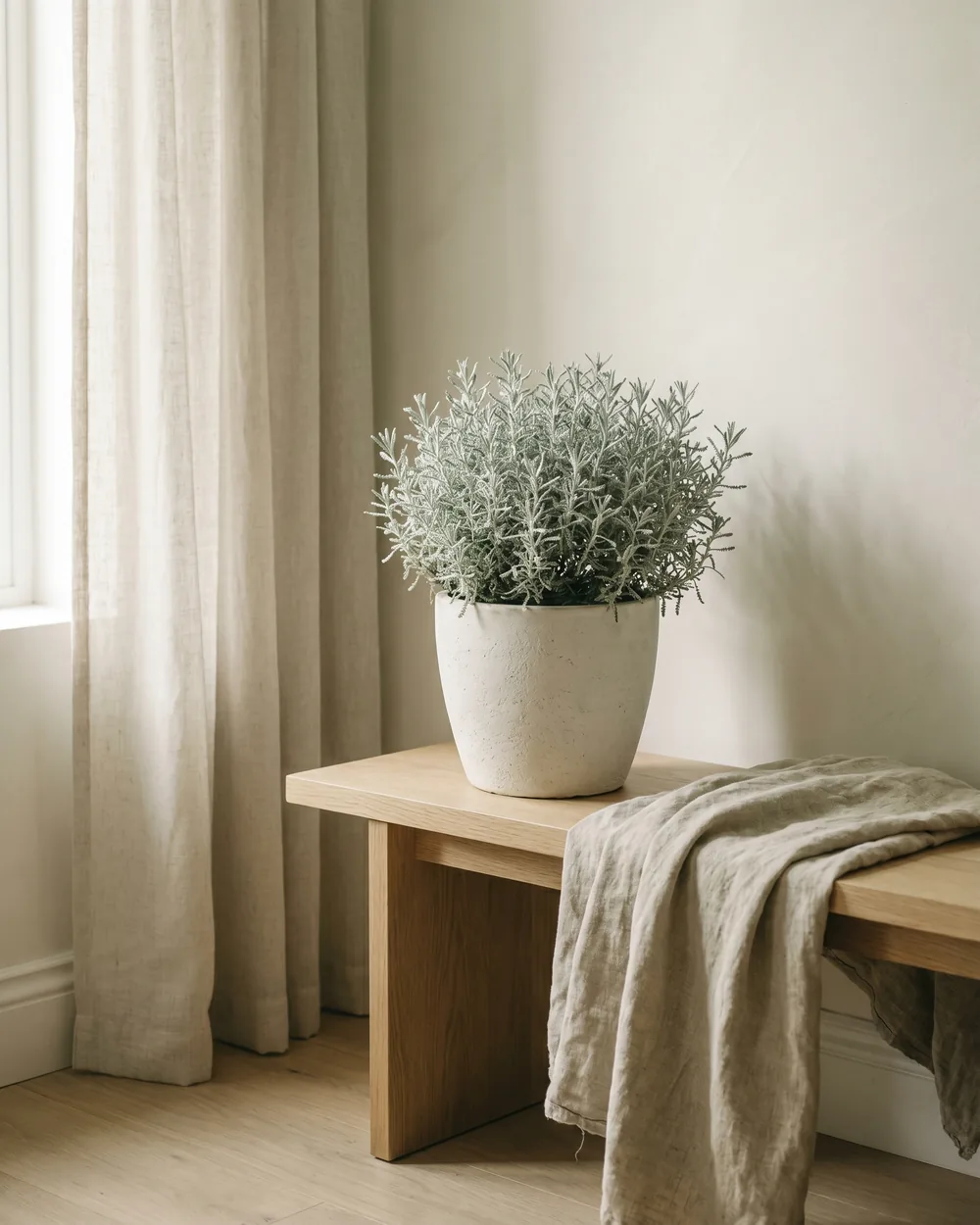 Heiligenkraut styliert im Wohnraum