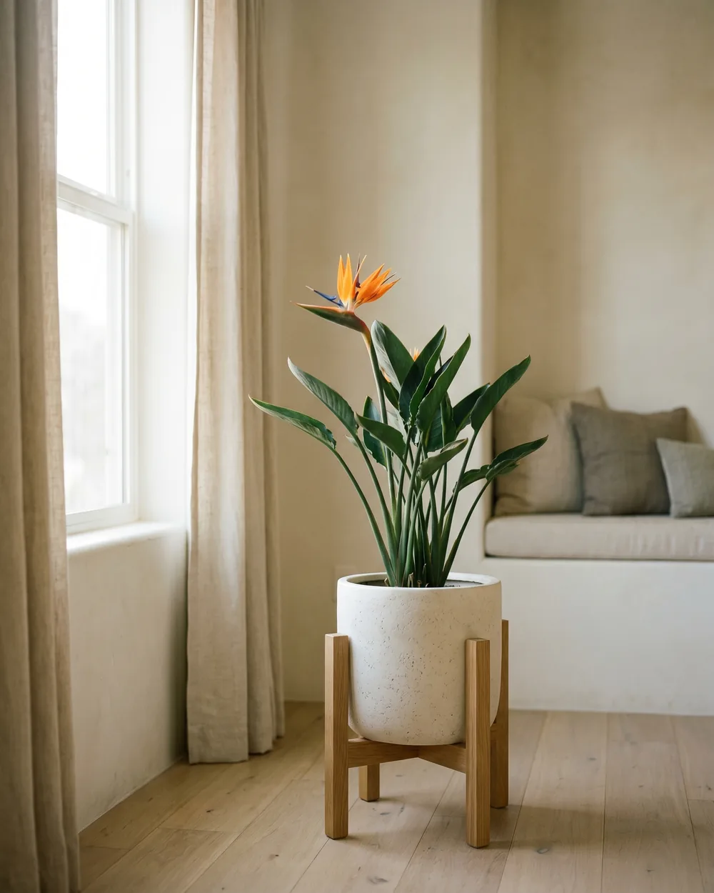 Strelitzie styliert im Wohnraum