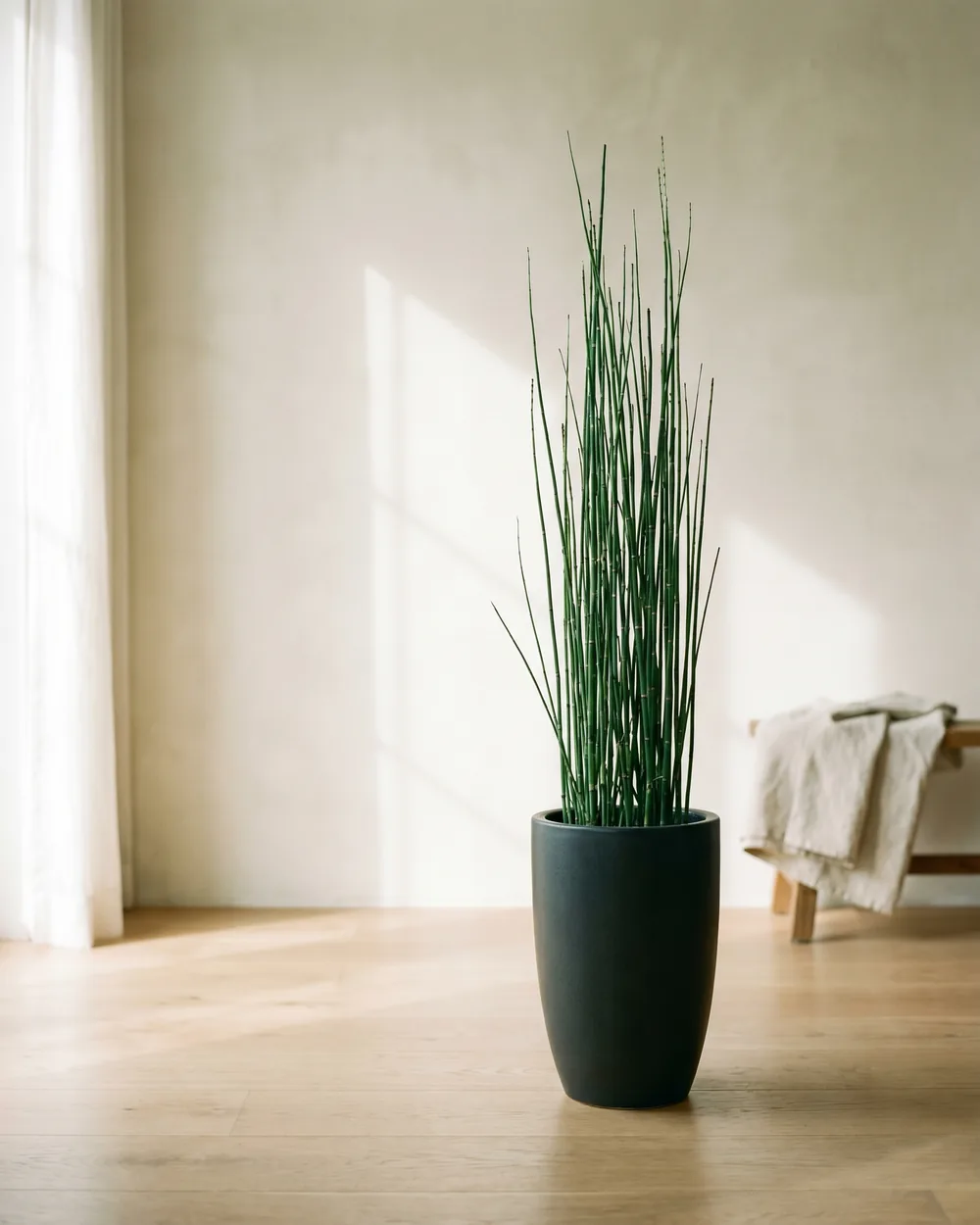 Sumpf-Schachtelhalm styliert im Wohnraum