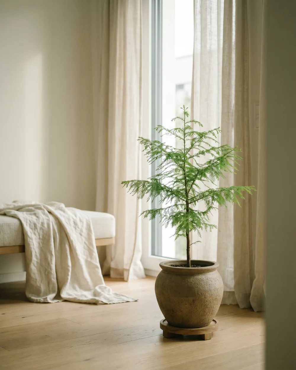 Sumpfzypresse styliert im Wohnraum