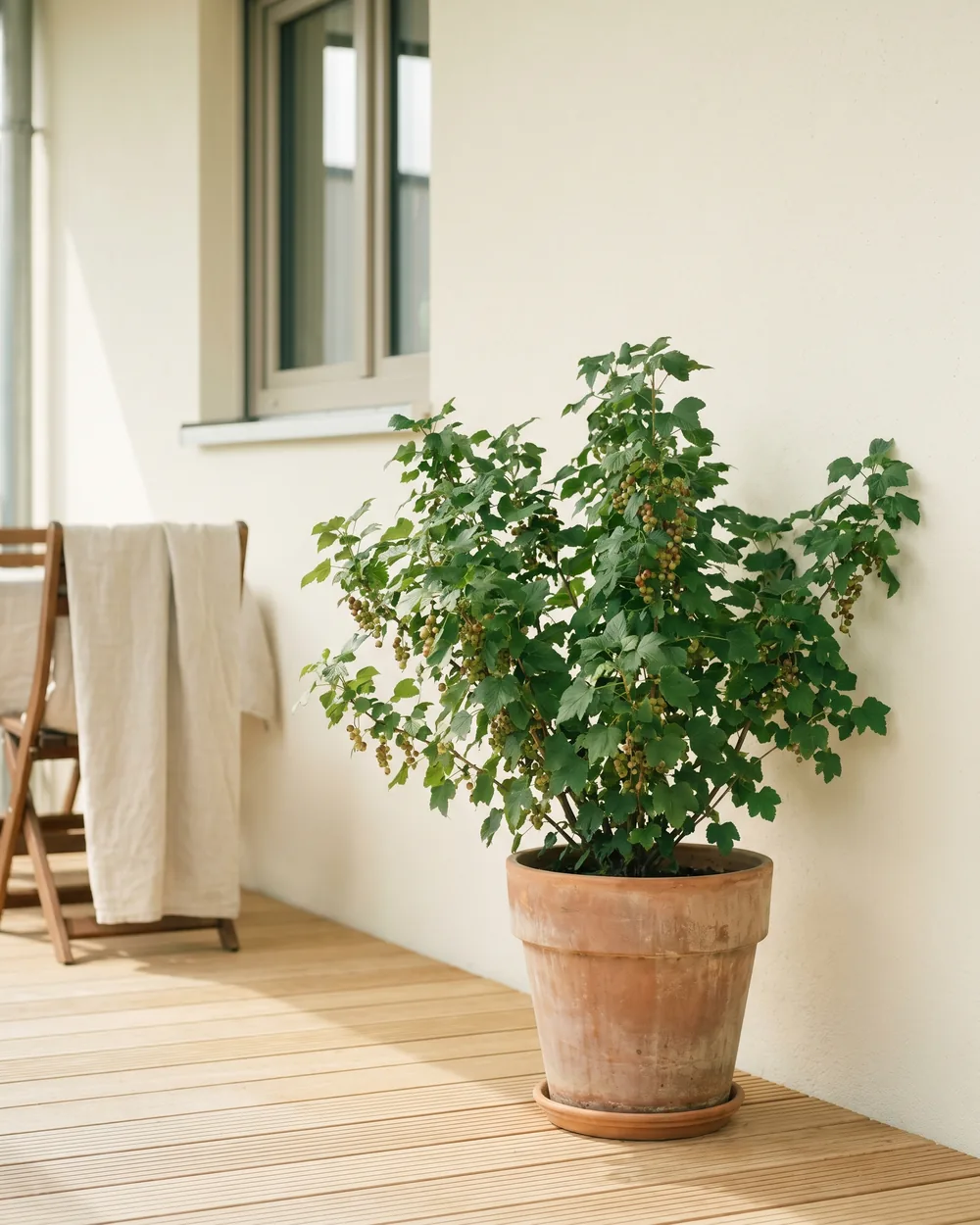 Jostabeere styliert im Wohnraum