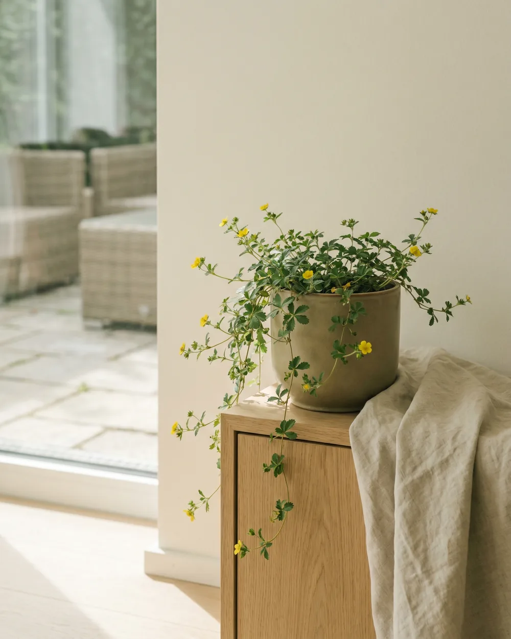 Teppich-Golderdbeere styliert im Wohnraum