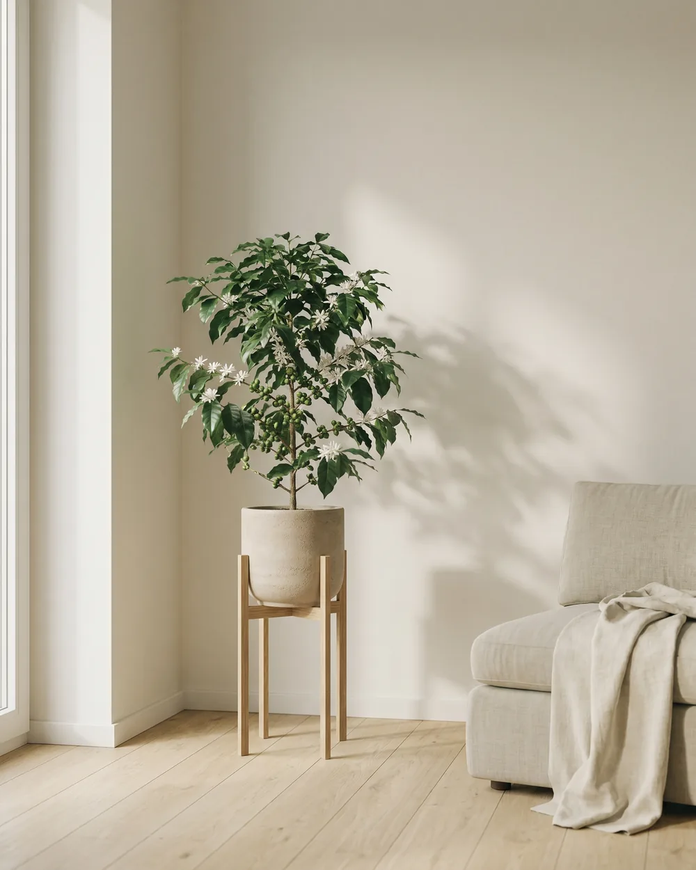 Kaffeepflanze styliert im Wohnraum